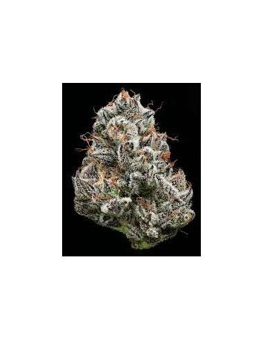 Black Cherry Gushers - BARNEY'S FARM - 1