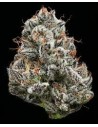 Black Cherry Gushers - BARNEY'S FARM - 1