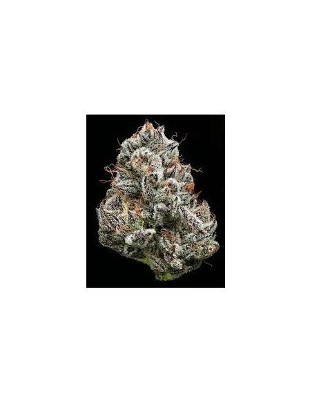 Black Cherry Gushers - BARNEY'S FARM - 2