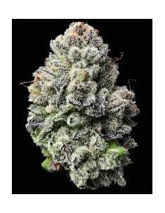 Lemon Cherry Gelato - BARNEY'S FARM - 1