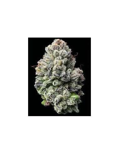 Lemon Cherry Gelato - BARNEY'S FARM - 1