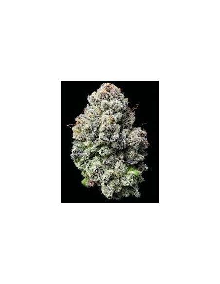 Lemon Cherry Gelato - BARNEY'S FARM - 1