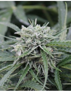 FEMALE SEEDS - Auto NL - 1