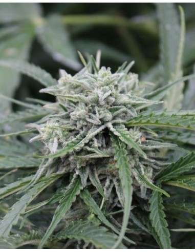 FEMALE SEEDS - Auto NL - 1