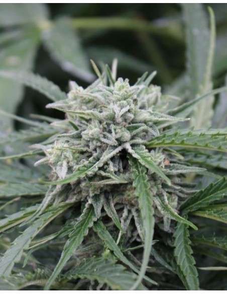 FEMALE SEEDS - Auto NL - 1