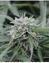 FEMALE SEEDS - Auto NL - 1