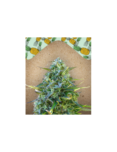 FEMALE SEEDS - Critical Sour - 1