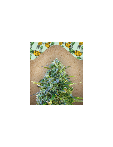 FEMALE SEEDS - Critical Sour - 1