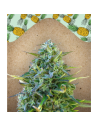 FEMALE SEEDS - Critical Sour - 1