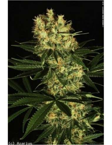 DUTCH PASSION - Ortega Indica - 1