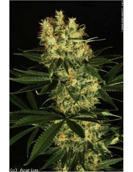 DUTCH PASSION - Ortega Indica - 1