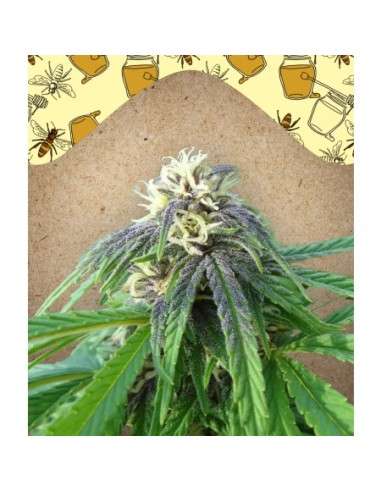 FEMALE SEEDS - Easy Sativa - 1