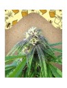 FEMALE SEEDS - Easy Sativa - 1