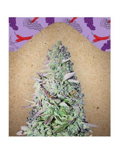 FEMALESEEDS - Purple Maroc - 1