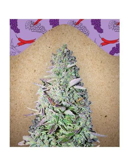 FEMALESEEDS - Purple Maroc - 1