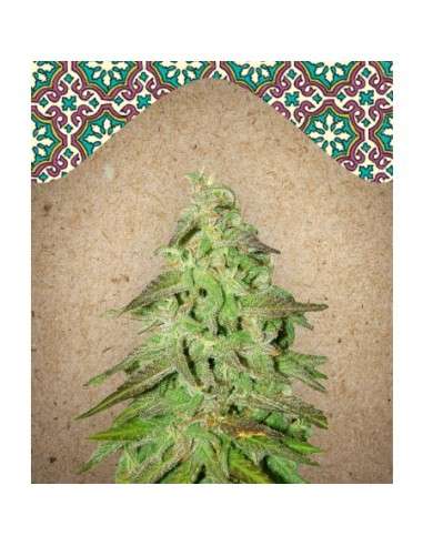 FEMALE SEEDS - Maroc - 1