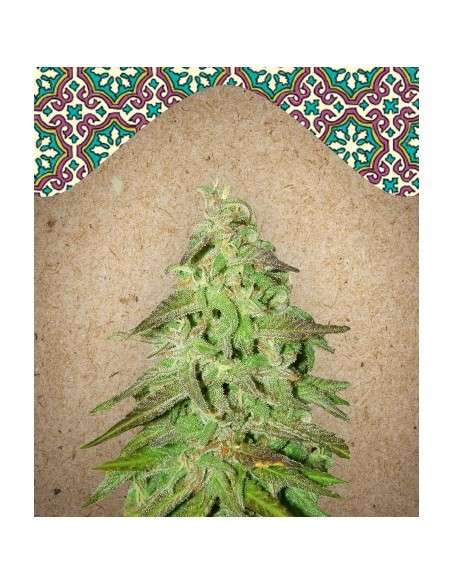 FEMALE SEEDS - Maroc - 1