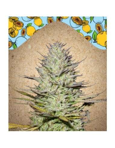 FEMALE SEEDS - Outdoor Grapefruit - 1