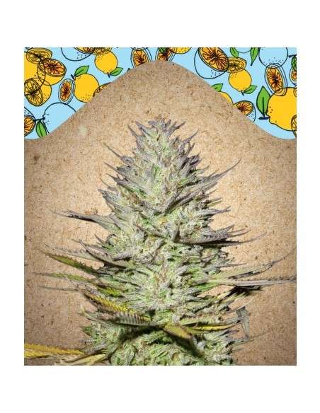 FEMALE SEEDS - Outdoor Grapefruit - 1