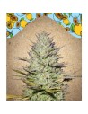 FEMALE SEEDS - Outdoor Grapefruit - 1