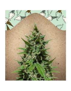 Female Seeds - Auto Gelato - 2