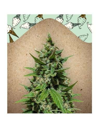 Female Seeds - Auto Gelato - 2