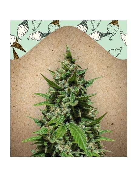 Female Seeds - Auto Gelato - 2