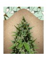 Female Seeds - Auto Gelato - 2