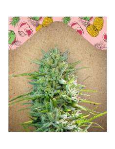 FEMALE SEEDS - C'99 - 1
