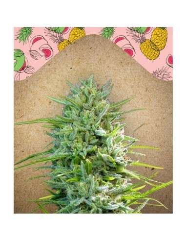FEMALE SEEDS - C'99 - 1