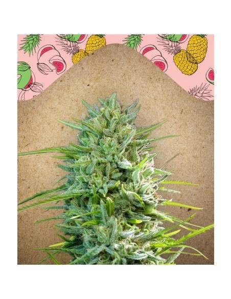 FEMALE SEEDS - C'99 - 1