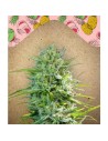FEMALE SEEDS - C'99 - 1