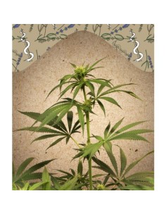 Female Seeds - CBD Terra Italia - 1