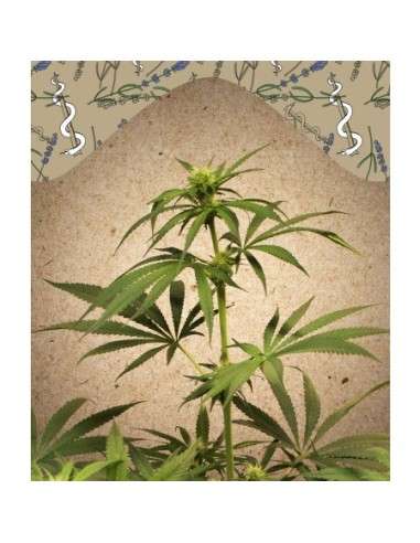 Female Seeds - CBD Terra Italia - 1
