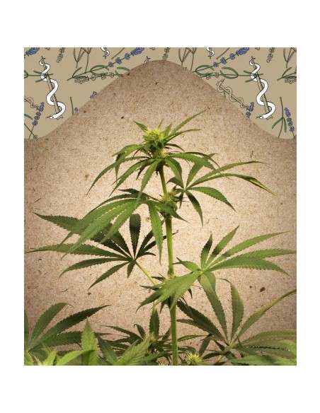 Female Seeds - CBD Terra Italia - 1