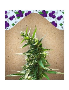 FEMALE SEEDS - Dream Berry - 1