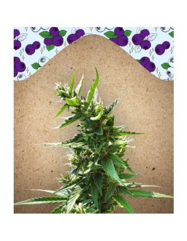 FEMALE SEEDS - Dream Berry - 1