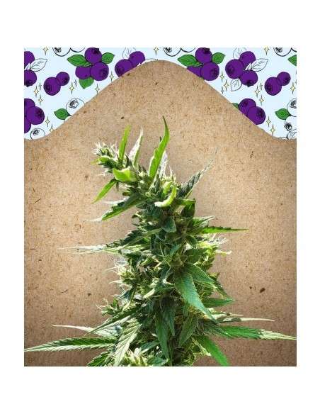 FEMALE SEEDS - Dream Berry - 1