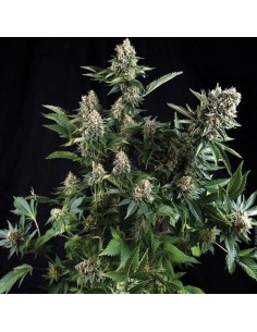 White Widow Auto - 1
