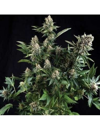 White Widow Auto - 1