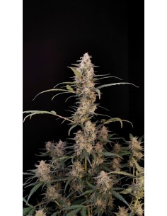 FastBuds - Critical Auto - 1