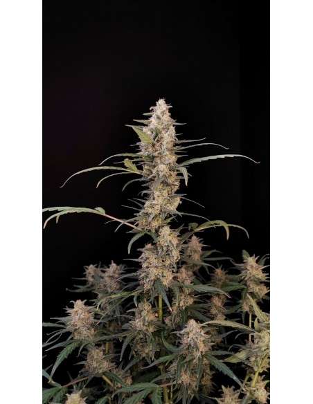 FastBuds - Critical Auto - 1