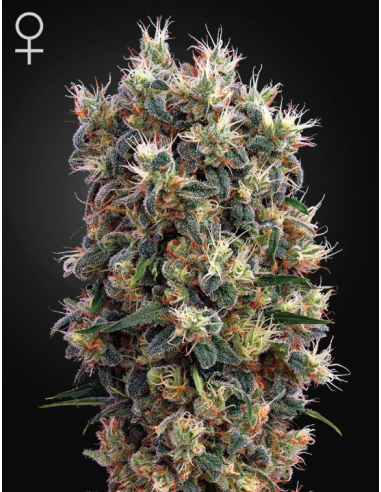 -50% GREEN HOUSE SEEDS - The Church 10 - 1