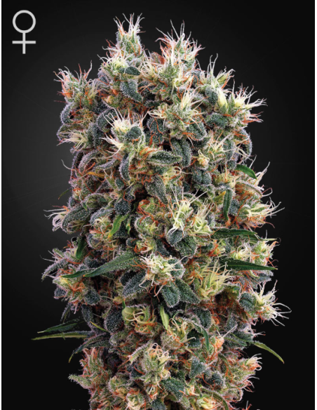-50% GREEN HOUSE SEEDS - The Church 10 - 1