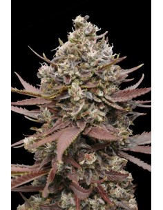 Advanced Seeds - Mimosa Punch Auto - 3