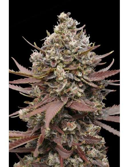 Advanced Seeds - Mimosa Punch Auto - 3