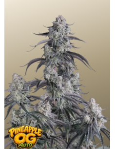 Fastbuds - Pineapple OG Auto™ - 1 