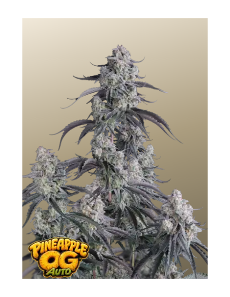 Fastbuds - Pineapple OG Auto™ - 1 