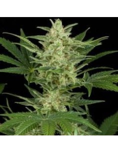 Dark Jack Auto - 1