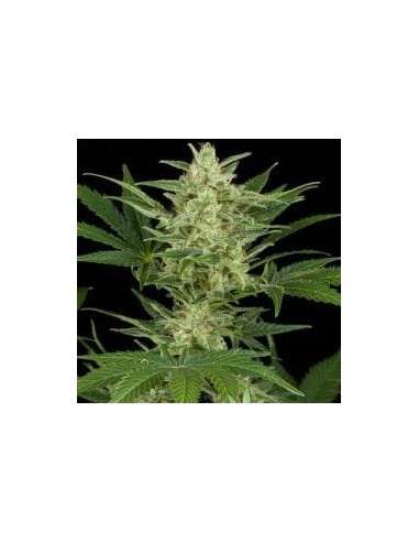 Dark Jack Auto - 1